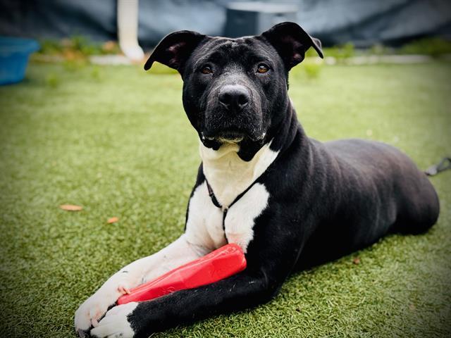 MORTICIA, Adoptable, Adult Female Pit Bull Terrier.