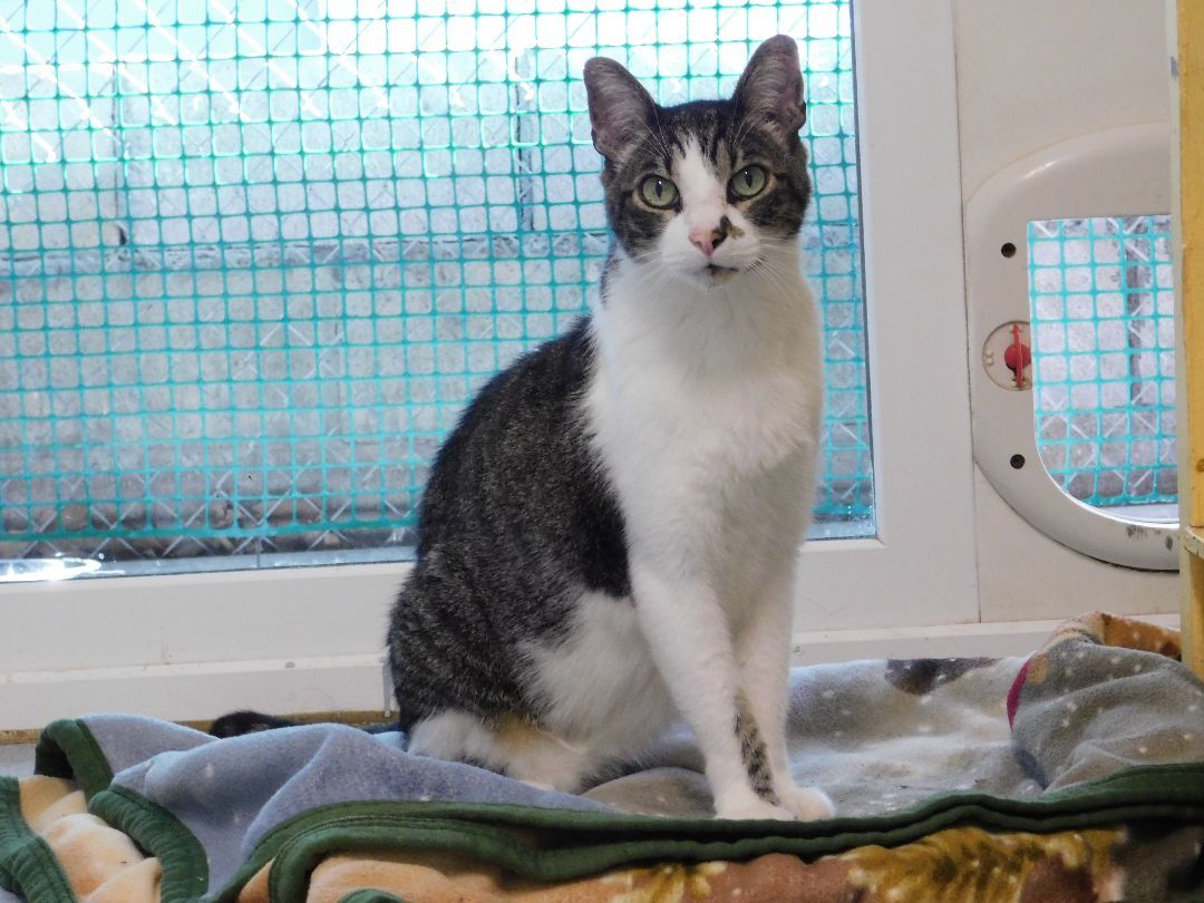 Buddy P, Adoptable, Adult Male Domestic Short Hair.