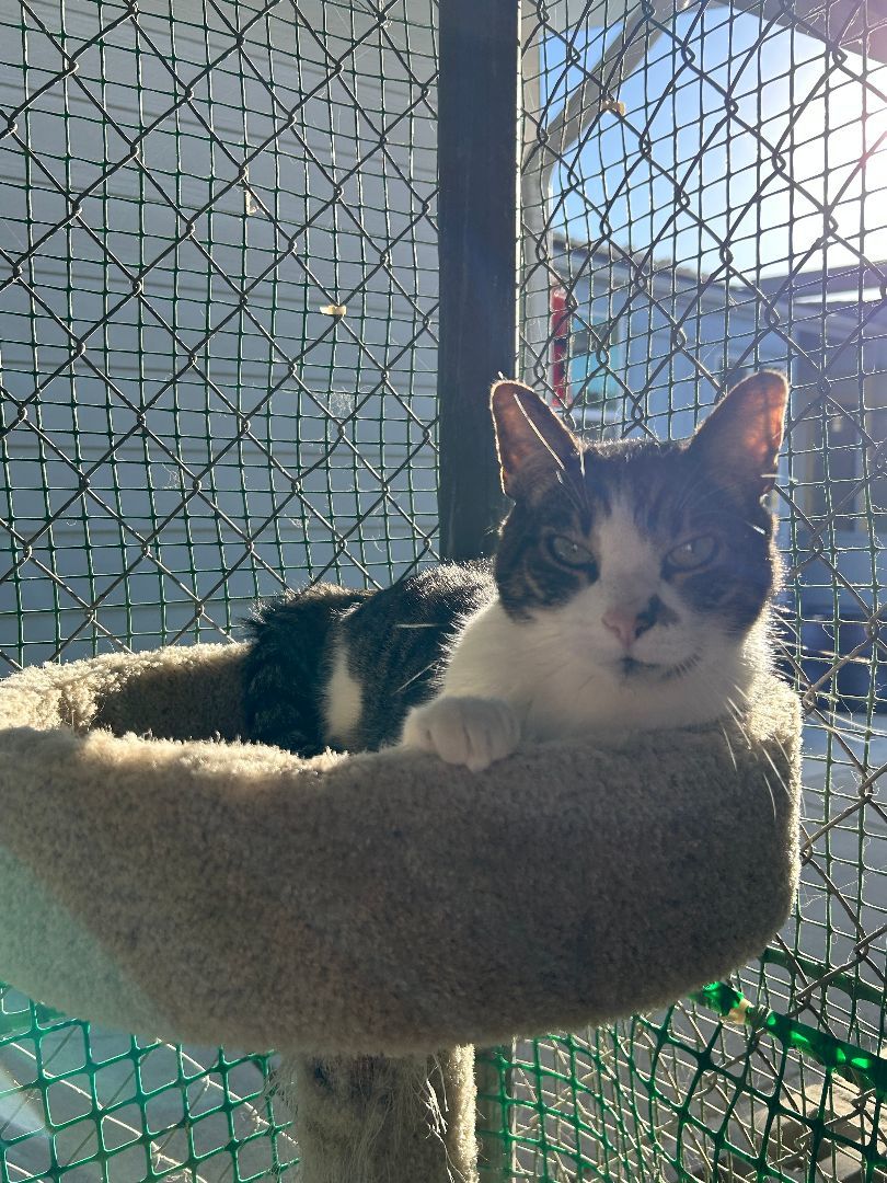 Enlarge Buddy P, a Adoptable Domestic Short Hair in El Cajon, CA image 2/4