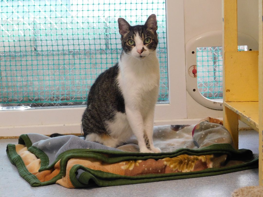 Enlarge Buddy P, a Adoptable Domestic Short Hair in El Cajon, CA image 3/4