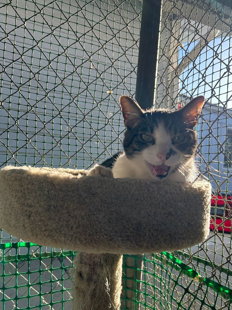 Enlarge Buddy P, a Adoptable Domestic Short Hair in El Cajon, CA image 4/4