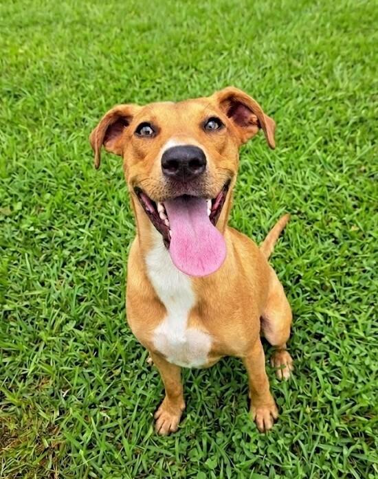 Caramel, a Adoptable mixed breed in Monroe, LA image 1/2