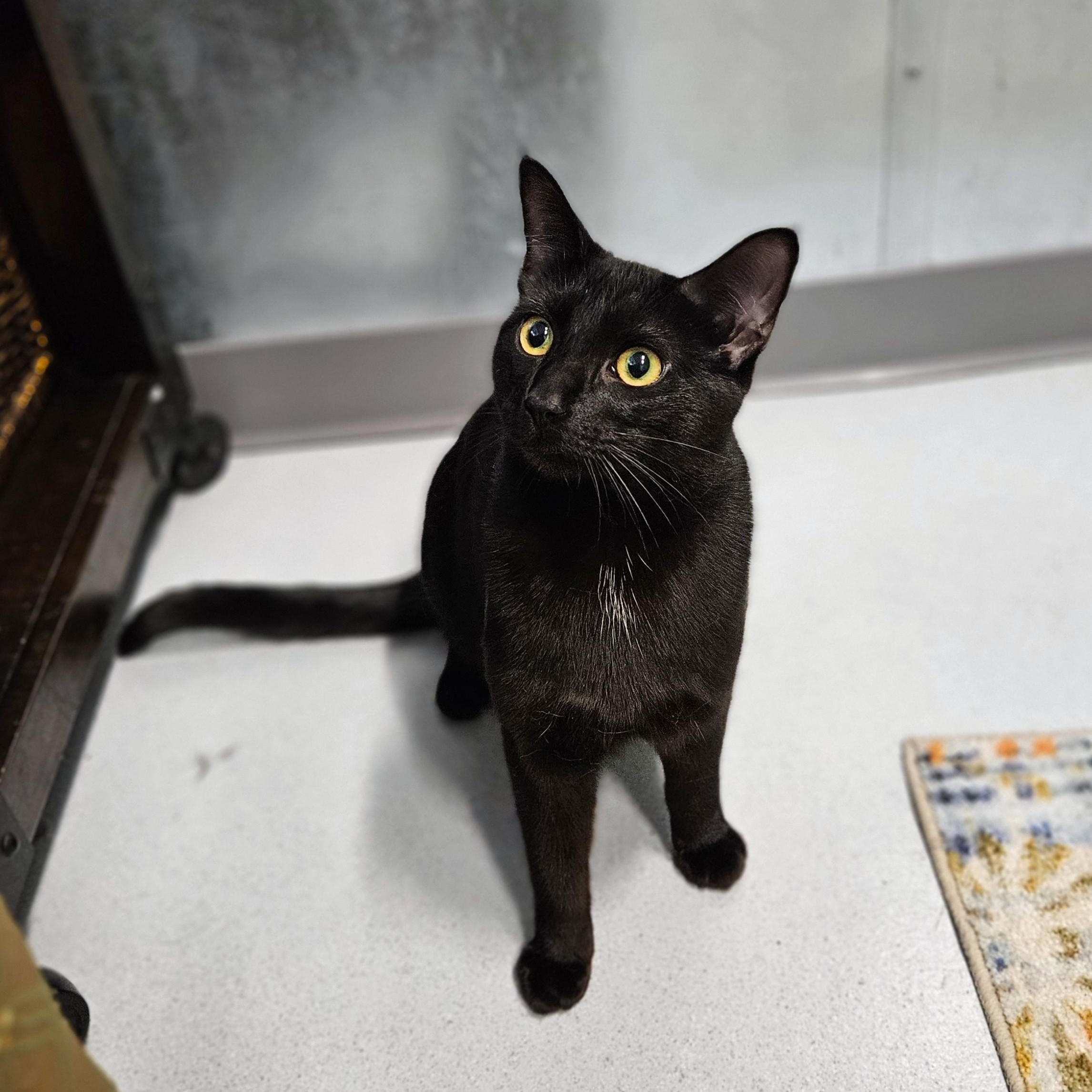 Enlarge Sunset, a Adoptable Domestic Short Hair in Endicott, NY image 5/5