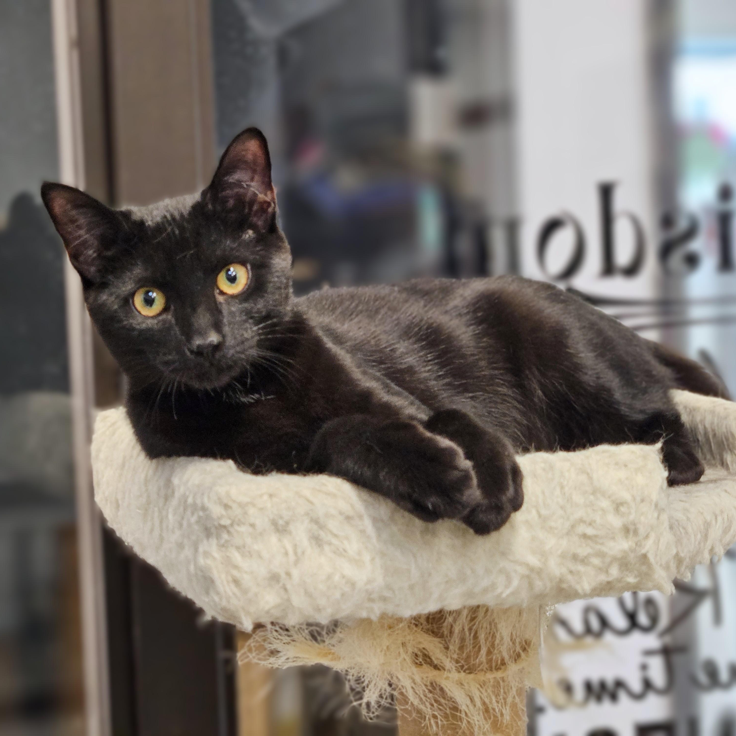 Enlarge Sunset, a Adoptable Domestic Short Hair in Endicott, NY image 4/5