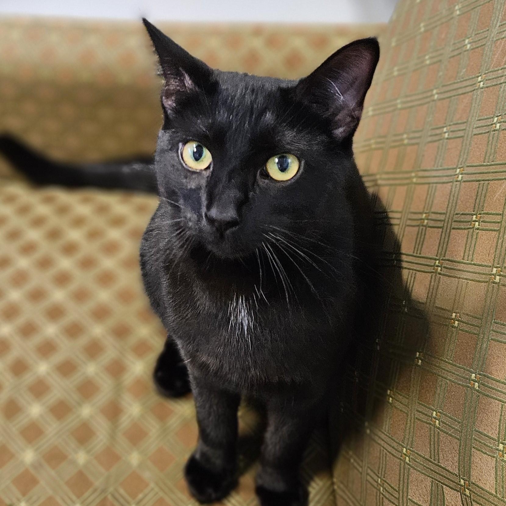 Sunset, Adoptable, Young Male Domestic Short Hair.