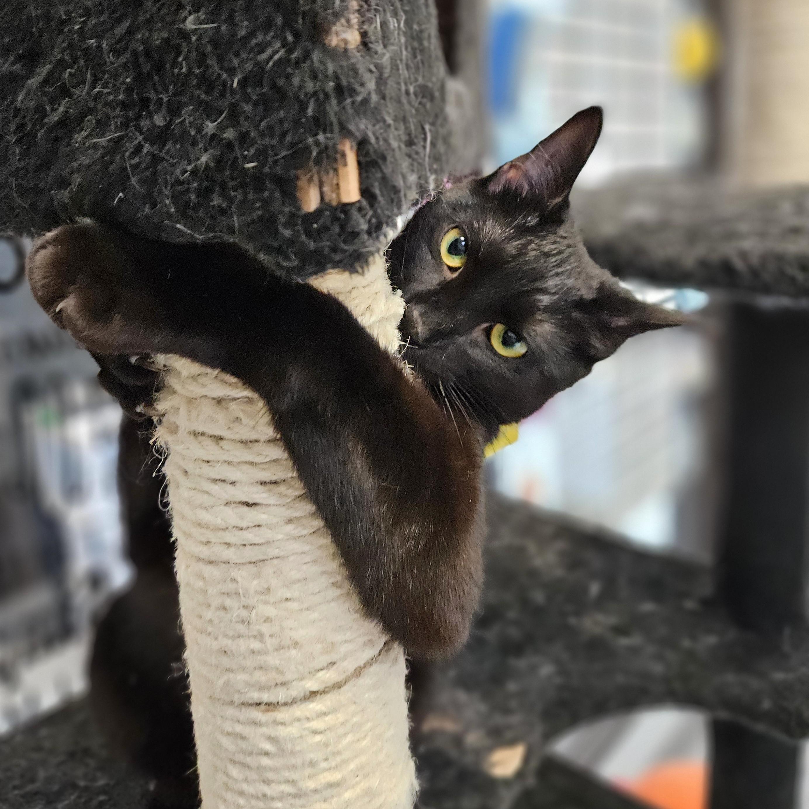 Enlarge Sunset, a Adoptable Domestic Short Hair in Endicott, NY image 2/5