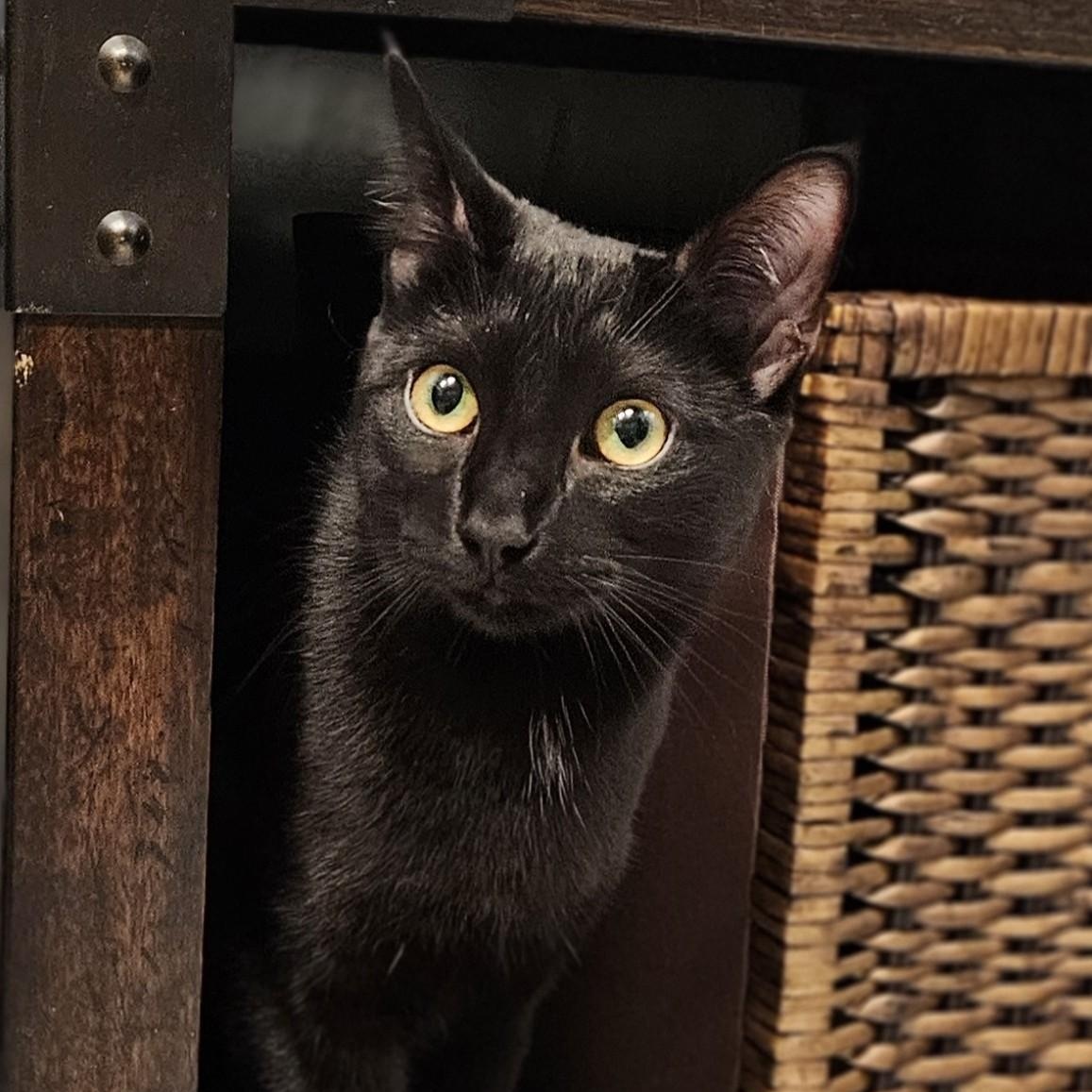 Sunset, Adoptable, Young Male Domestic Short Hair.