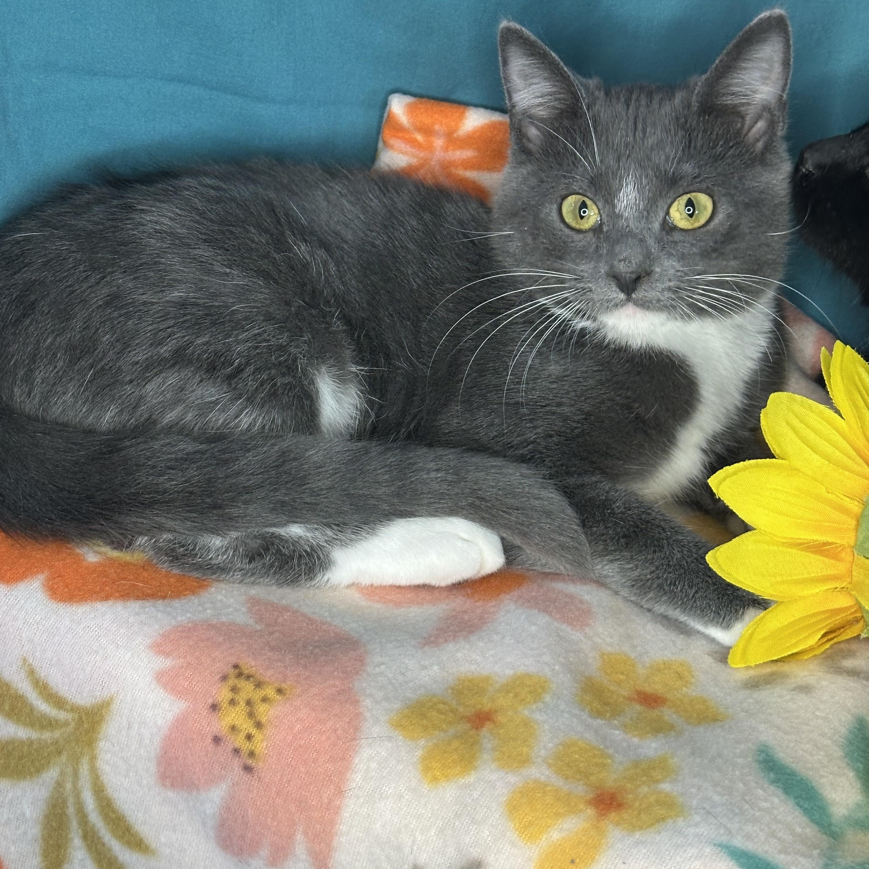 Mindy & Mazy (Bonded Pair)