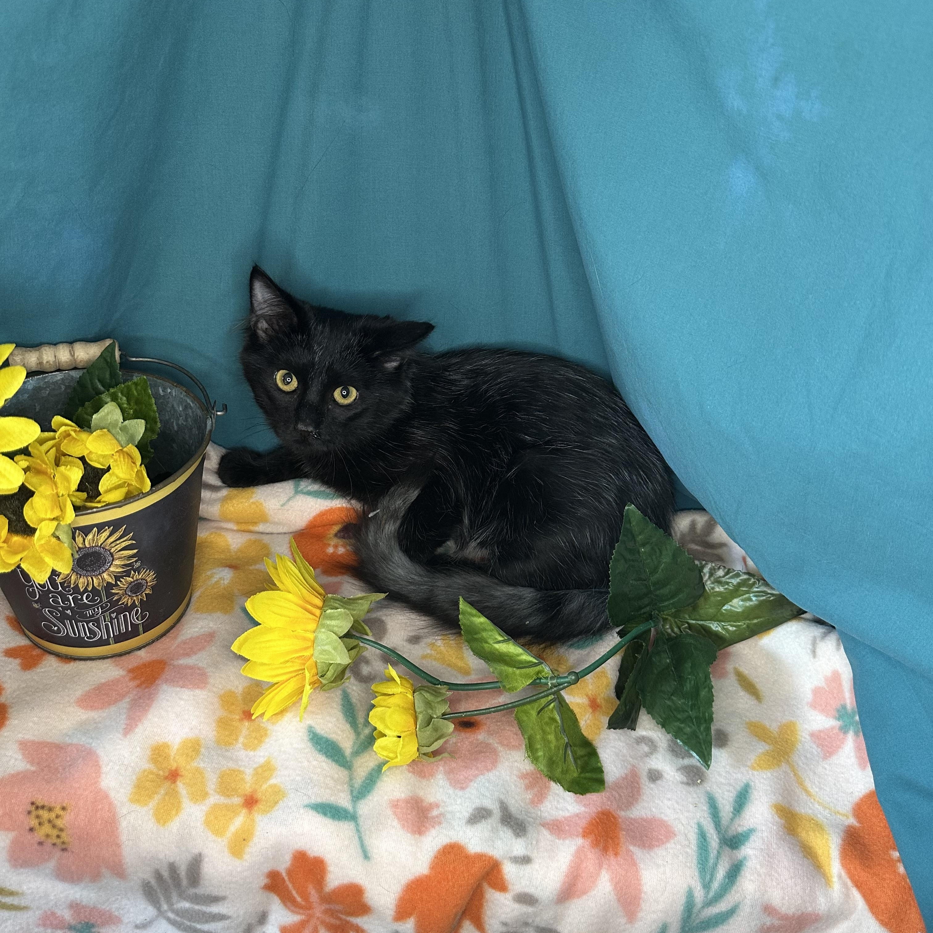 Mindy & Mazy (Bonded Pair)