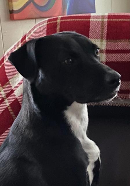 Enlarge Oreo, a Adoptable Labrador Retriever in Norfolk, MA image 1/5