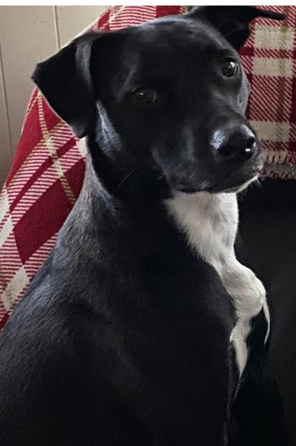 Enlarge Oreo, a Adoptable Labrador Retriever in Norfolk, MA image 2/5