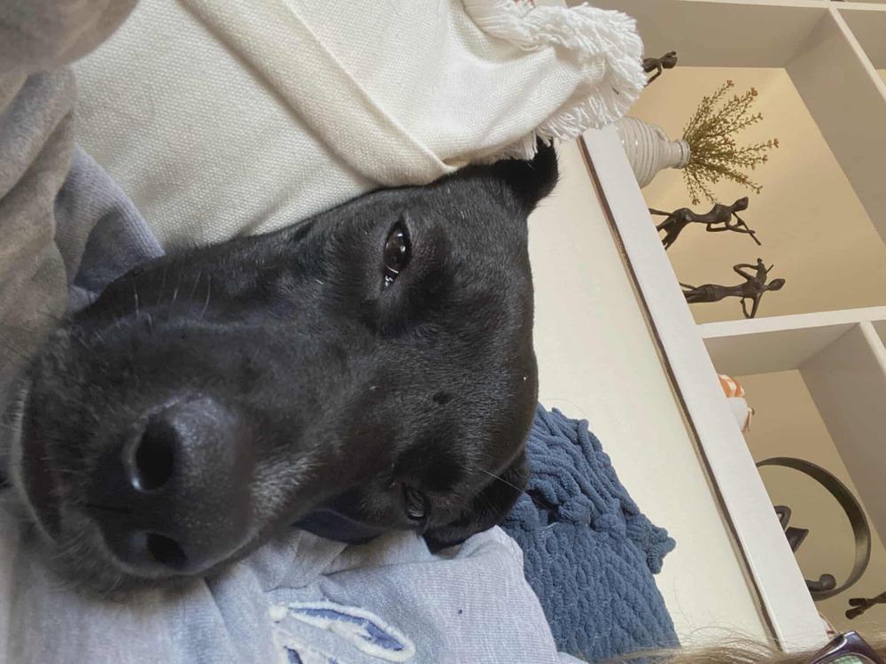 Enlarge Oreo, a Adoptable Labrador Retriever in Norfolk, MA image 5/5