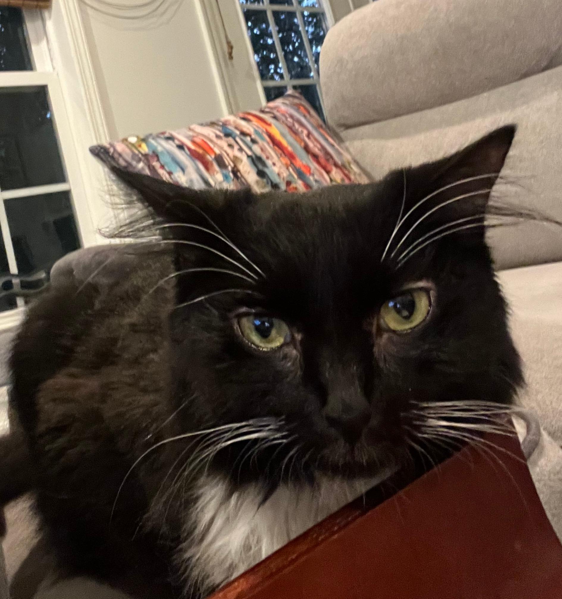 Raspberry Beret, a Adoptable Domestic Medium Hair in Statesboro, GA image 3/3