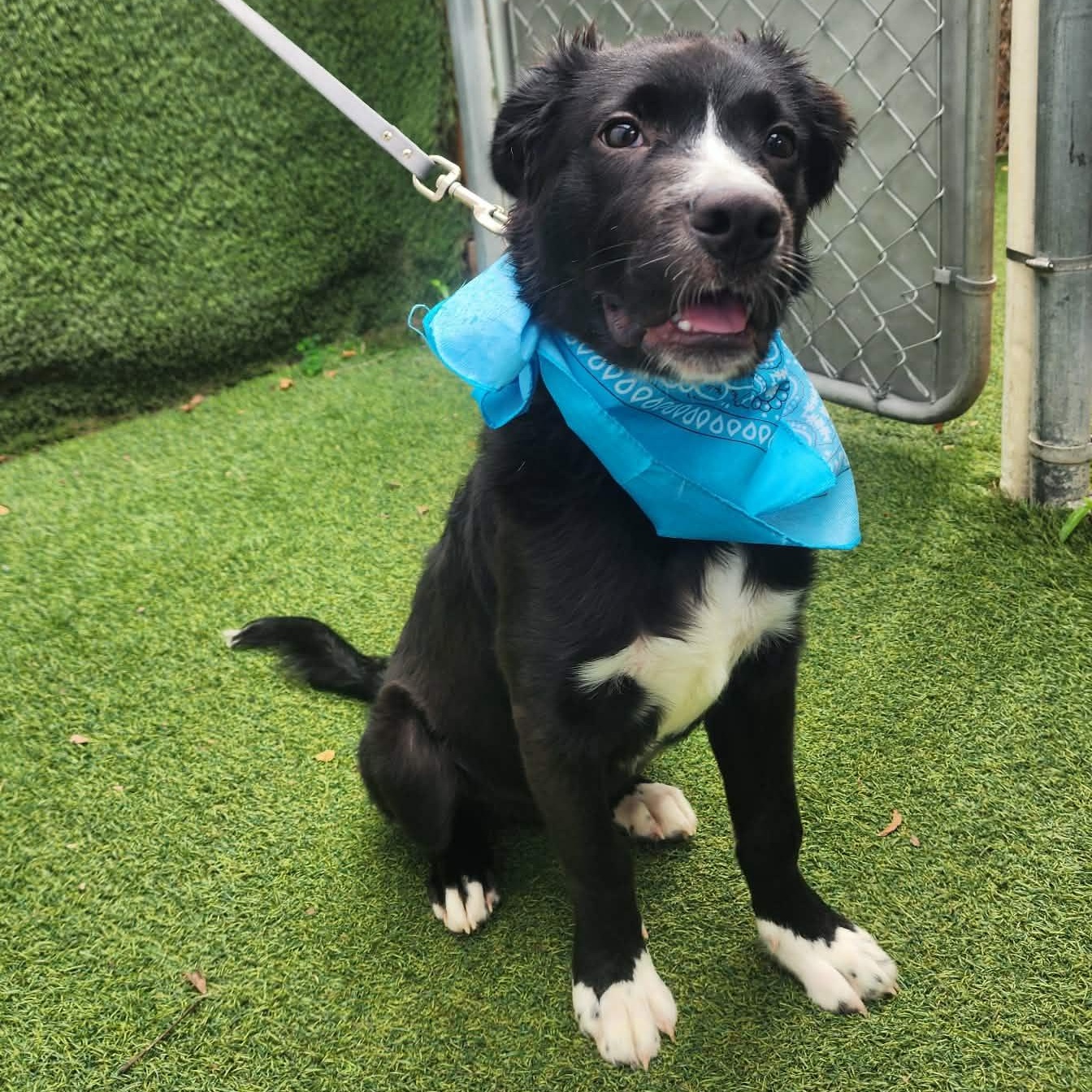 Pepsi, an adopted mixed breed in Cedar Rapids, IA image 4/6