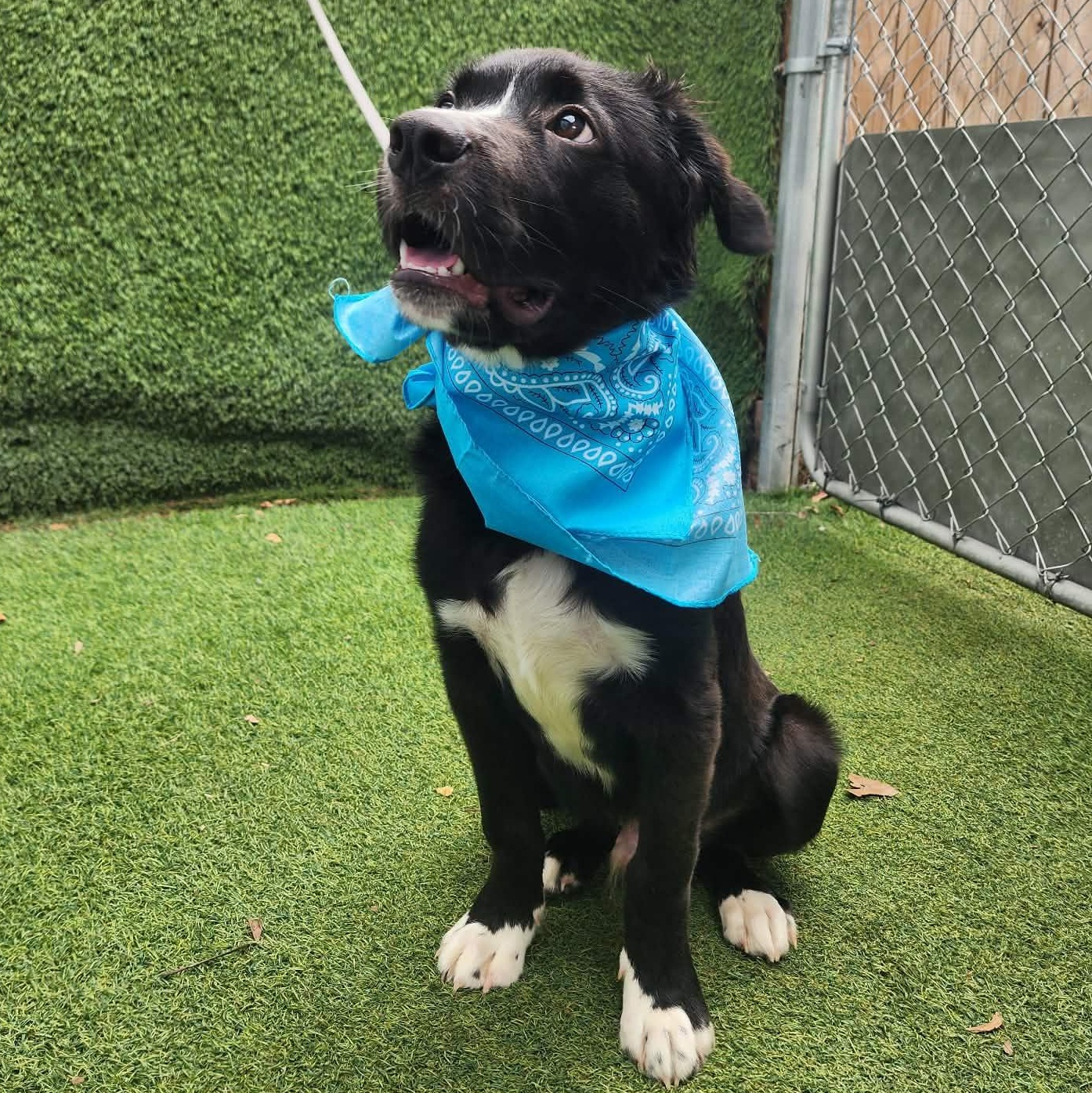 Pepsi, an adopted mixed breed in Cedar Rapids, IA image 5/6