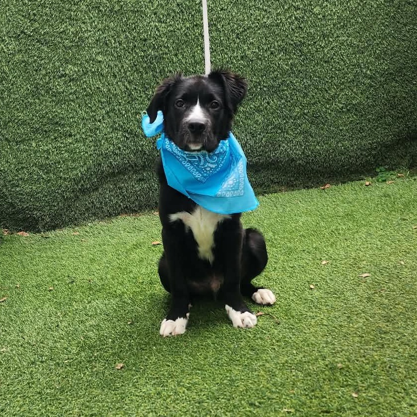 Pepsi, adopted, Puppy Male Collie.