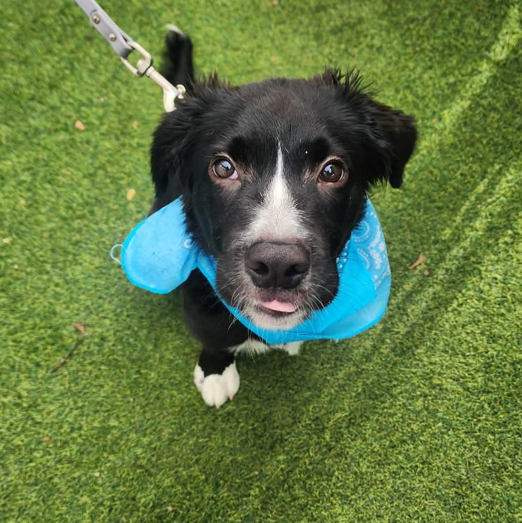Pepsi, an adopted mixed breed in Cedar Rapids, IA image 6/6
