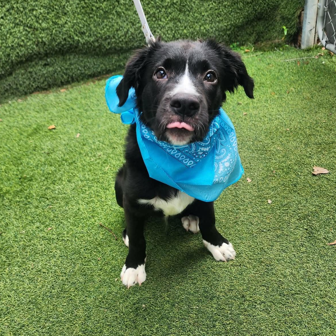 Pepsi, an adopted mixed breed in Cedar Rapids, IA image 2/6