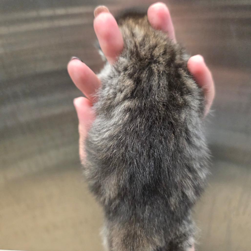 Enlarge Bo, a Adoptable Domestic Short Hair in Sand Springs, OK image 1/4
