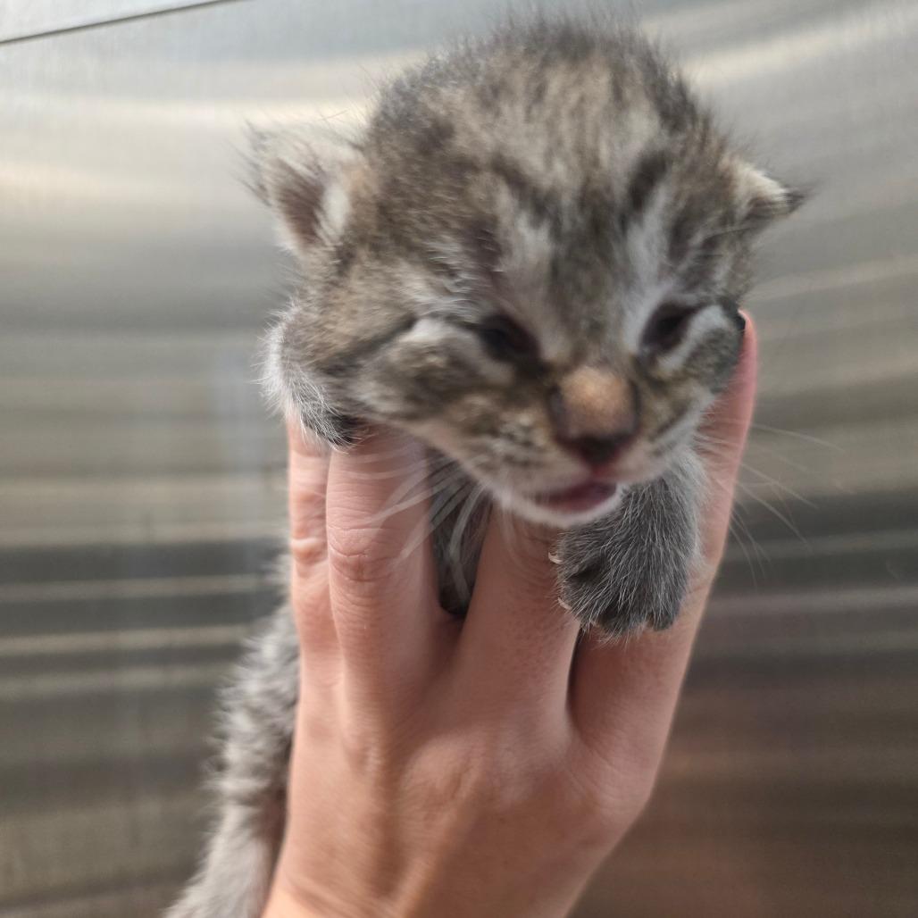 Enlarge Bo, a Adoptable Domestic Short Hair in Sand Springs, OK image 2/4