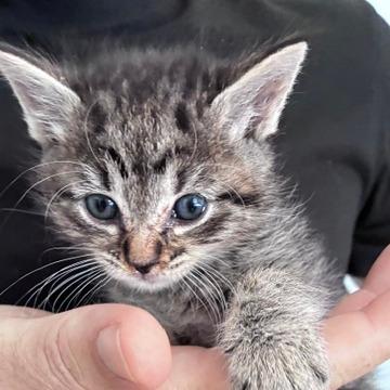 Enlarge Bo, a Adoptable Domestic Short Hair in Sand Springs, OK image 3/4