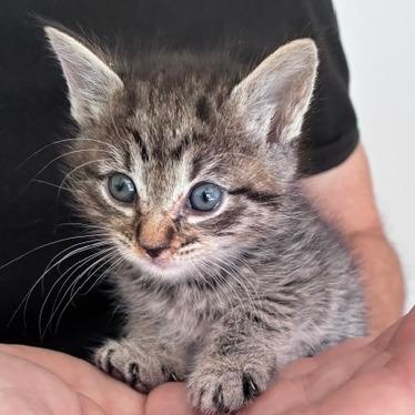 Enlarge Bo, a Adoptable Domestic Short Hair in Sand Springs, OK image 4/4