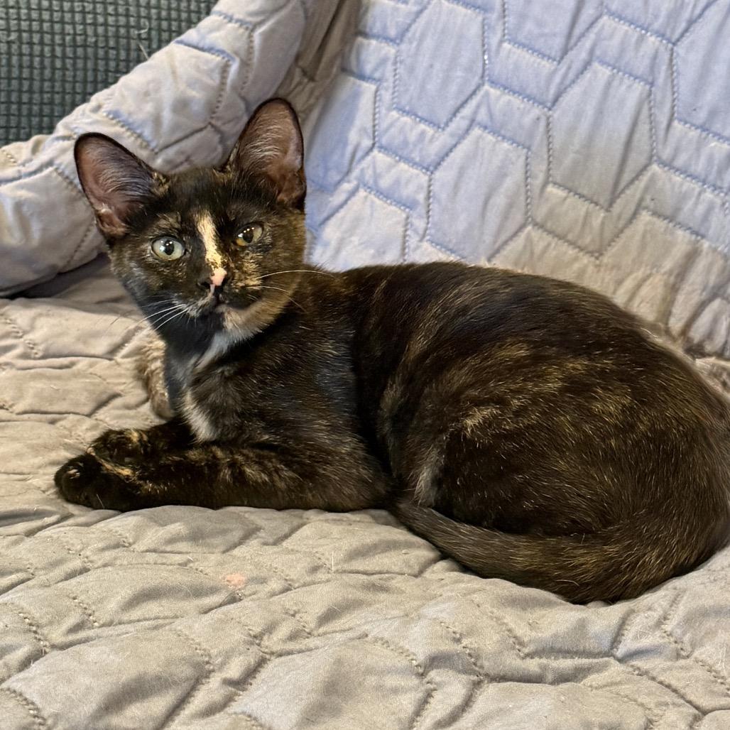 Figgy, a Adoptable Domestic Short Hair in Tustin, CA image 1/3