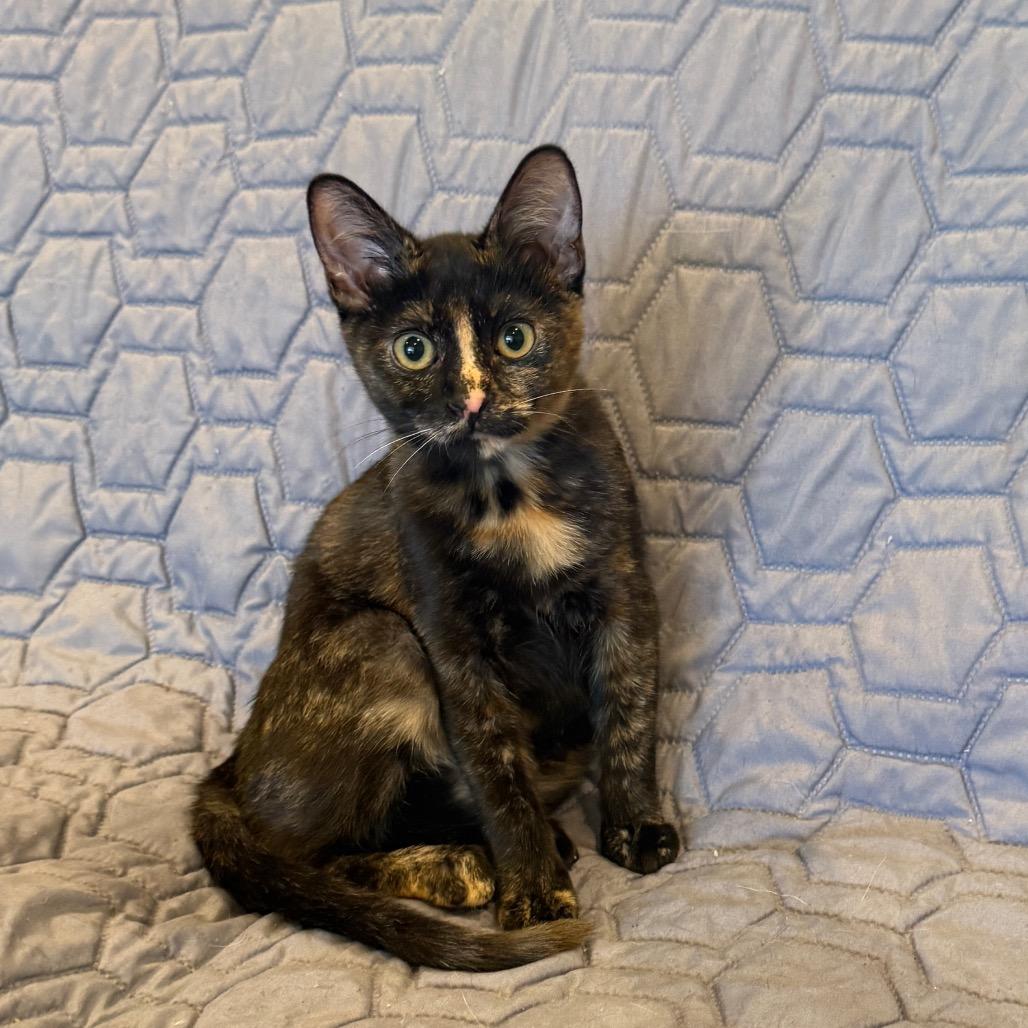 Figgy, a Adoptable Domestic Short Hair in Tustin, CA image 3/3