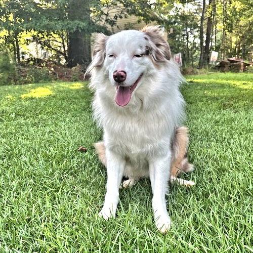 Sawyer, Adopted, Young Male Australian Shepherd.