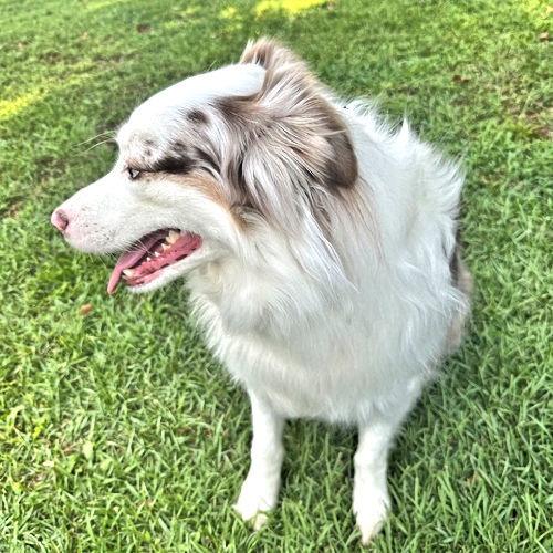 Sawyer, a Adopted Australian Shepherd in Rutherfordton, NC image 2/3
