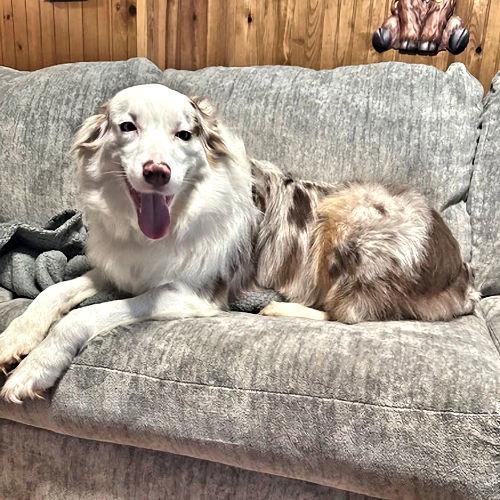 Sawyer, a Adopted Australian Shepherd in Rutherfordton, NC image 3/3