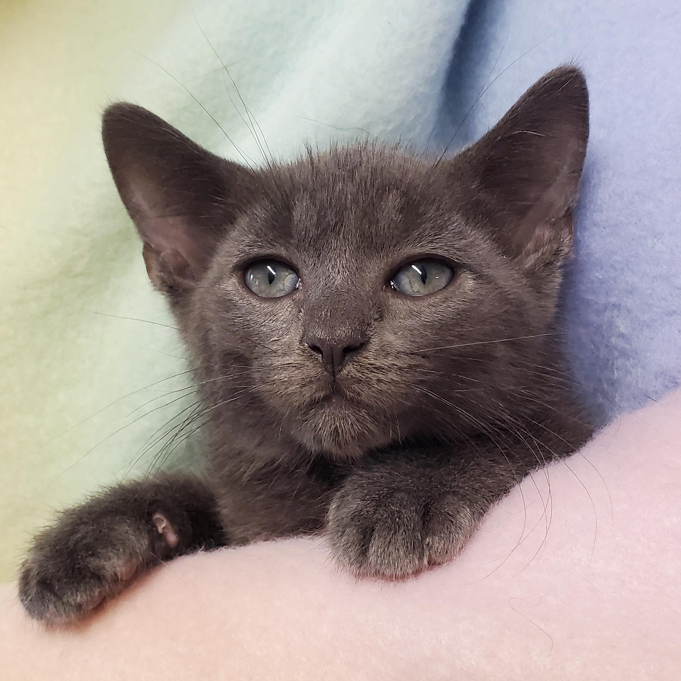 Pacu, Baby Male Domestic Short Hair
