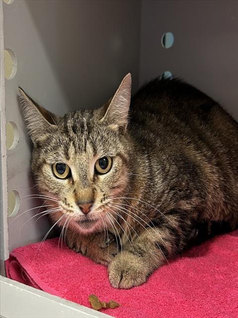 JACKIE, Adoptable, Adult Female Domestic Short Hair.