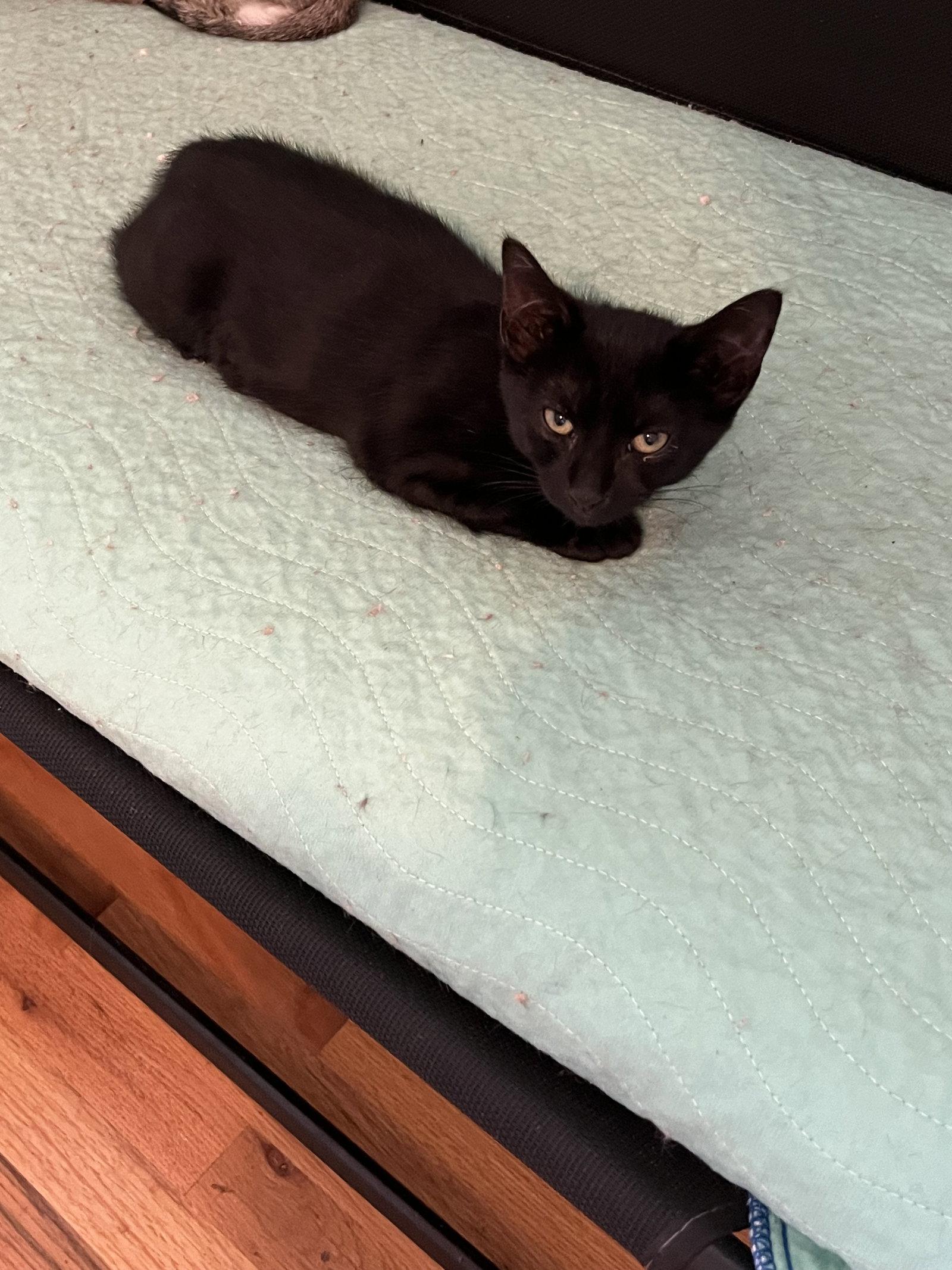 Enlarge Jingle Bell, a Adoptable Domestic Short Hair in Aurora, CO image 1/3