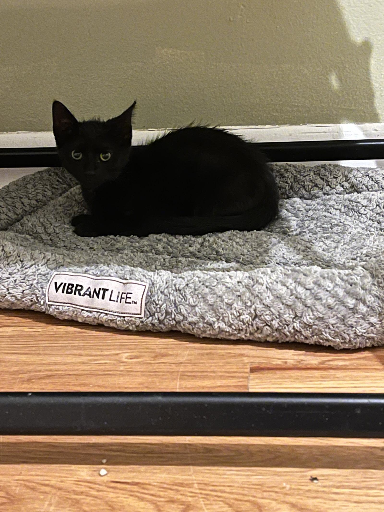 Enlarge Jingle Bell, a Adoptable Domestic Short Hair in Aurora, CO image 2/3