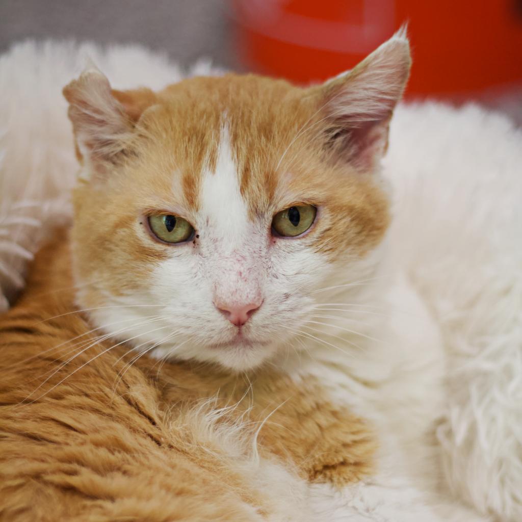 Mr. Bean, Adoptable, Senior Male Domestic Short Hair.