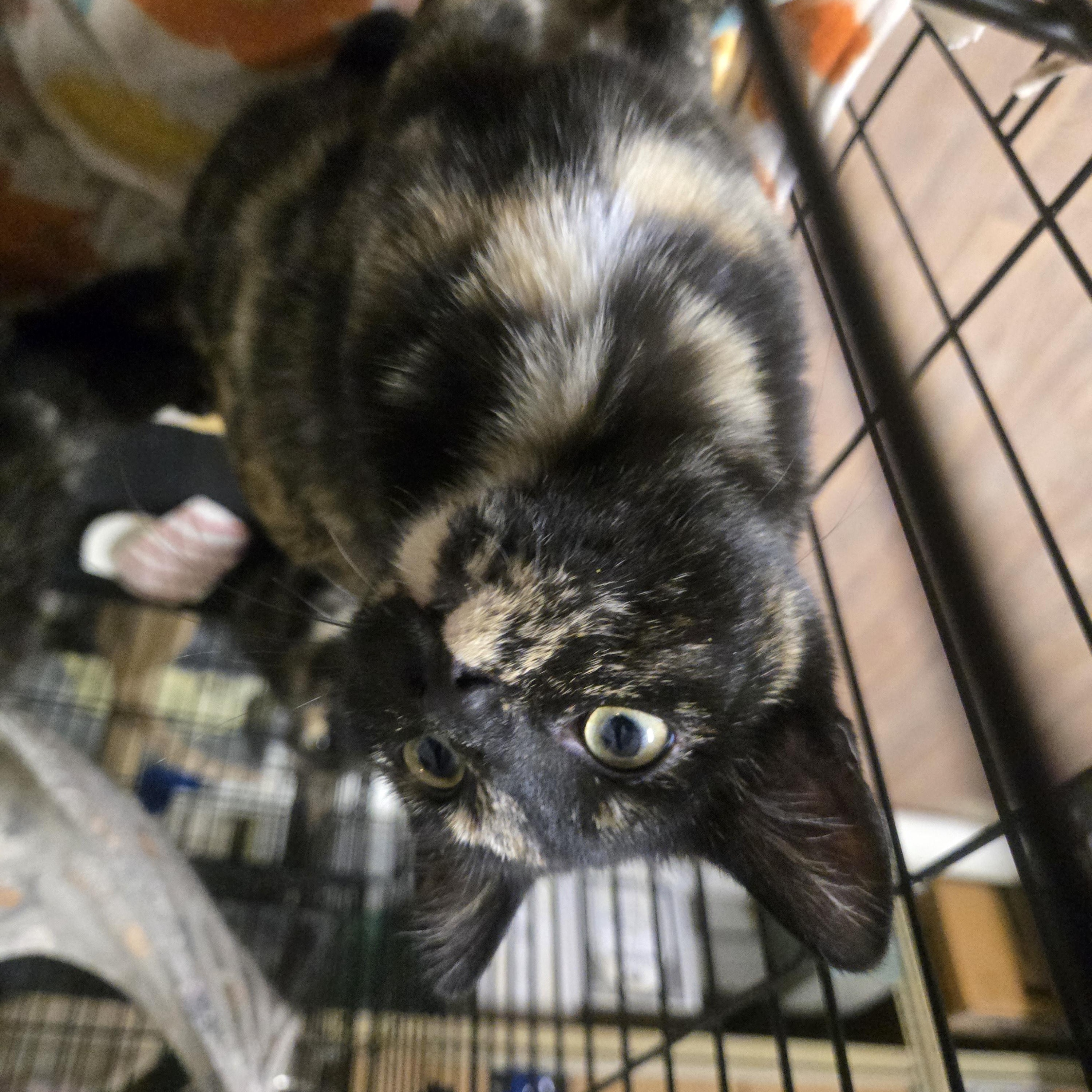 Enlarge Peach, a ADOPTABLE Domestic Short Hair in Reeseville, WI image 4/4