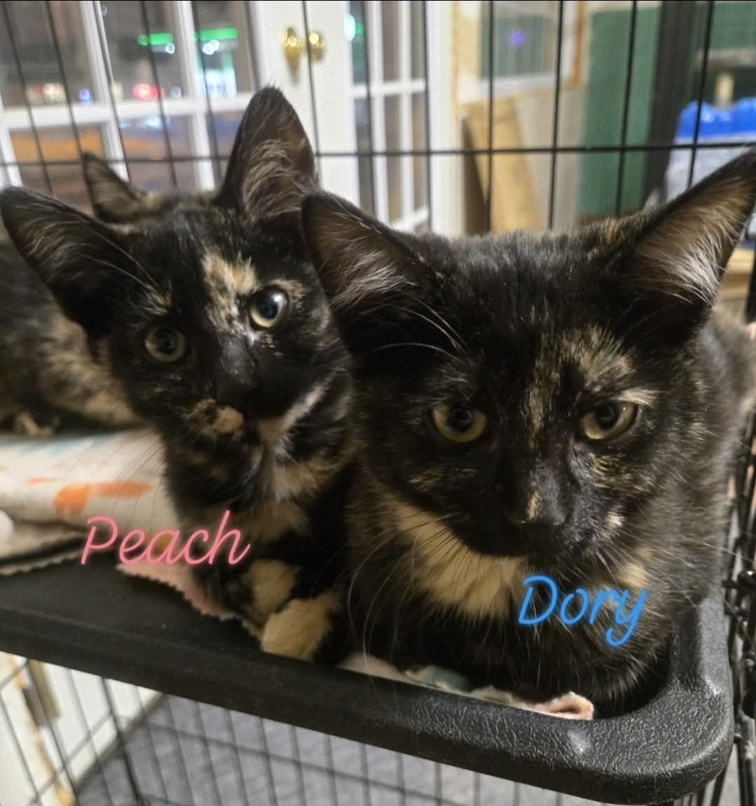 Enlarge Peach, a ADOPTABLE Domestic Short Hair in Reeseville, WI image 2/4