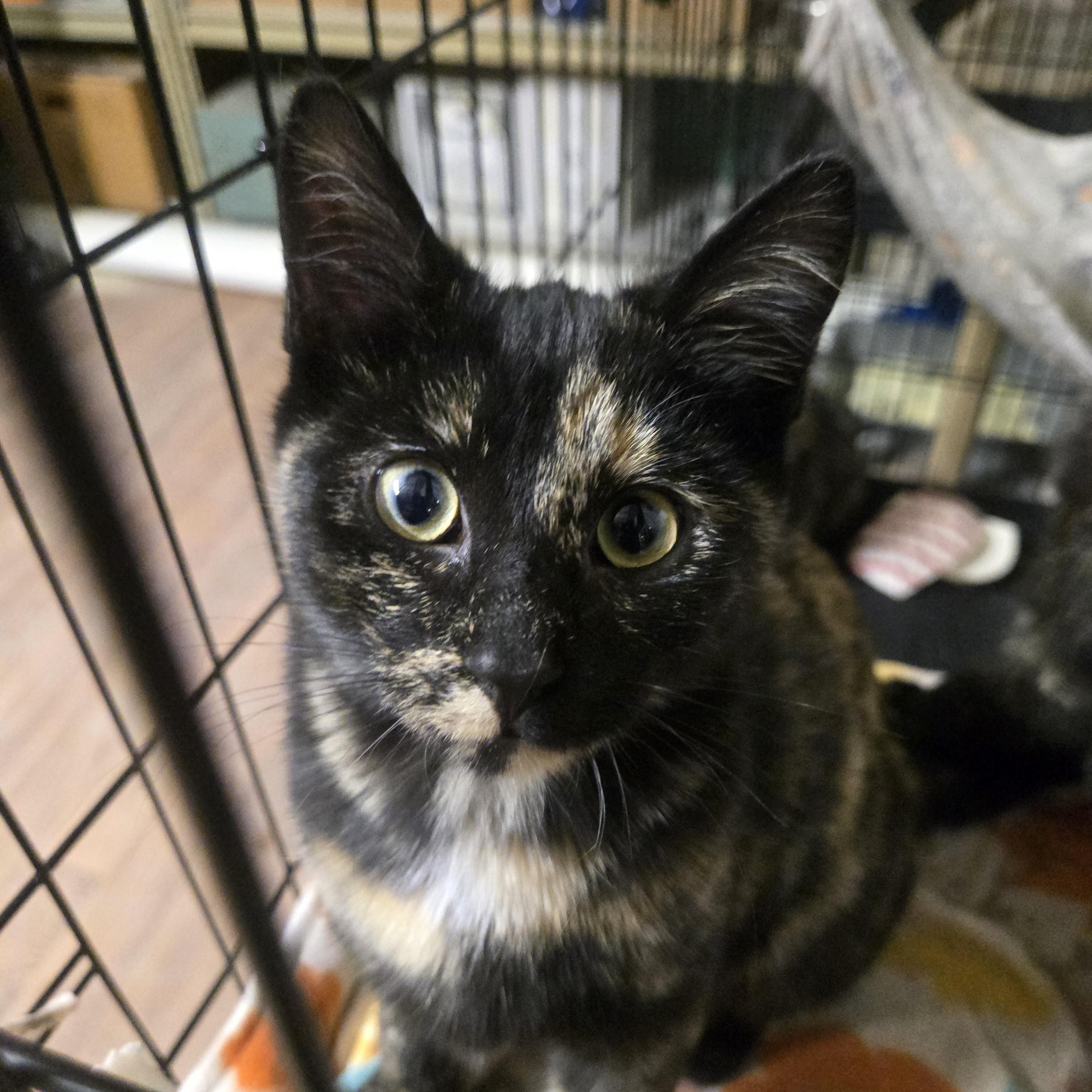 Enlarge Peach, a ADOPTABLE Domestic Short Hair in Reeseville, WI image 1/4