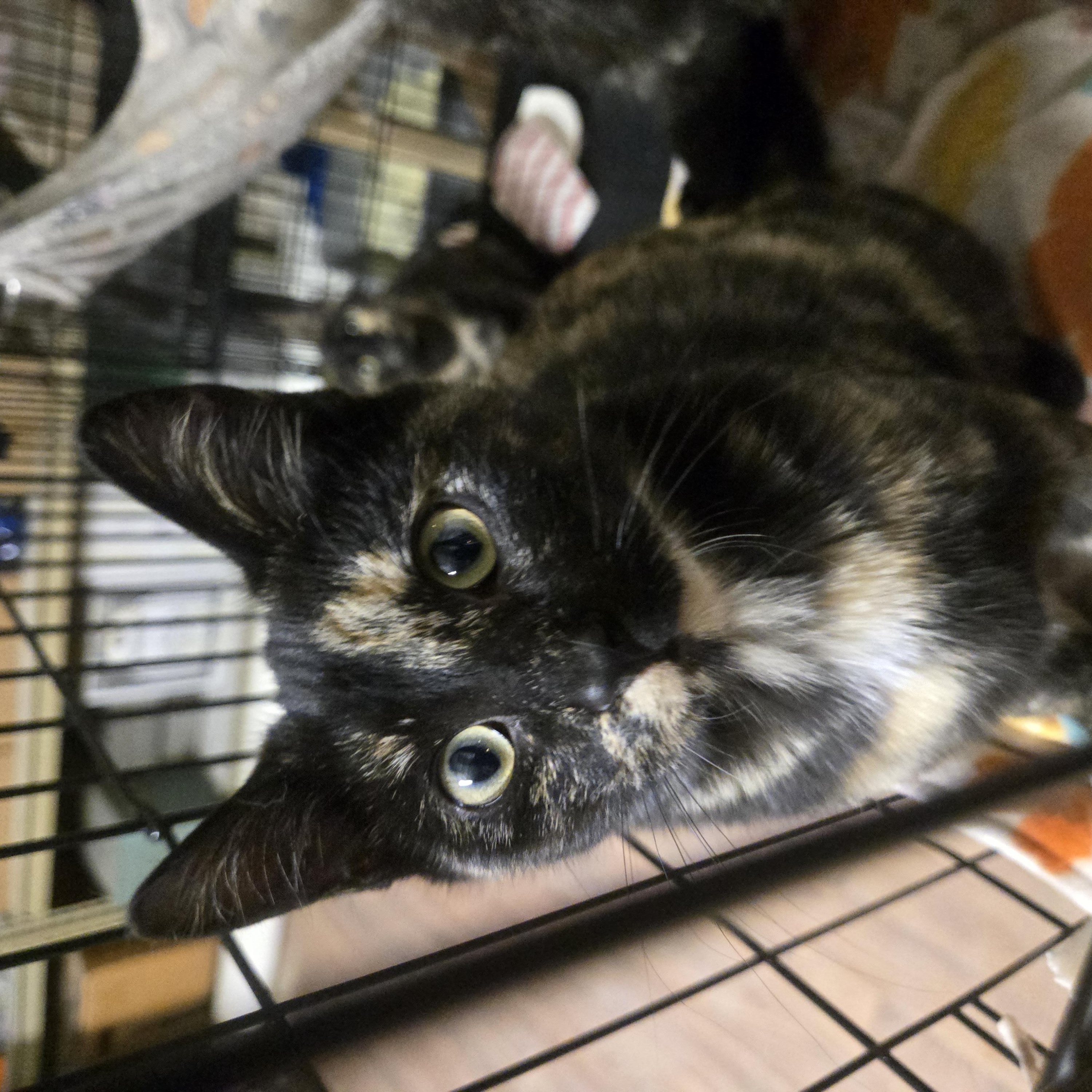 Enlarge Peach, a ADOPTABLE Domestic Short Hair in Reeseville, WI image 3/4