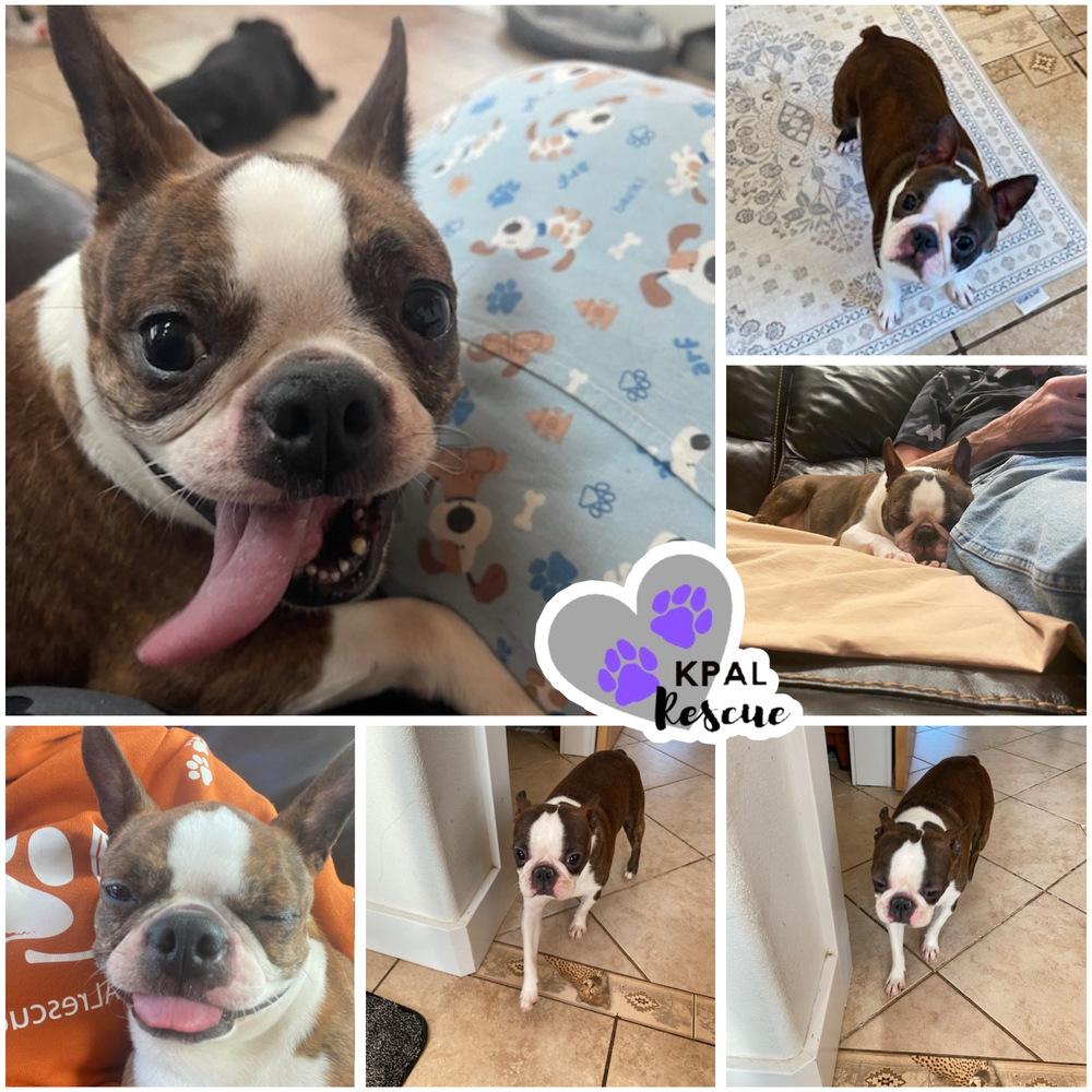Nika, Adopted, Adult Female Boston Terrier.