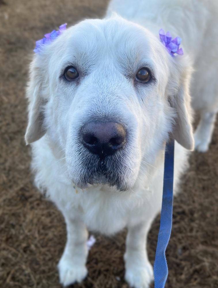 Bluebell 💙, Adoptable, Adult Female Great Pyrenees & Maremma Sheepdog.