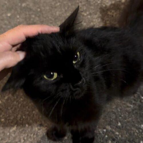 Midnight 2, Adoptable, Kitten Female Domestic Short Hair.