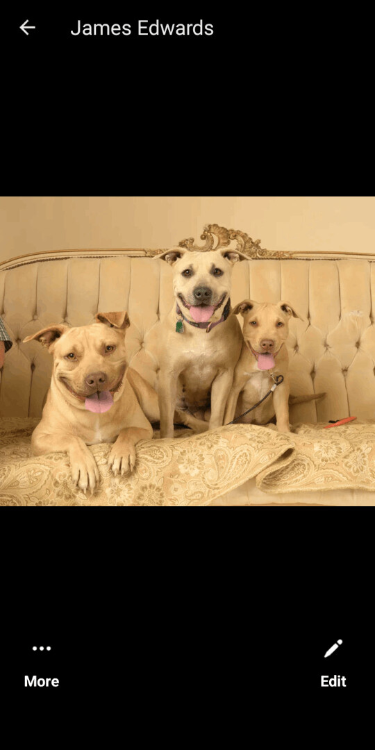 Lena, a Adopted American Staffordshire Terrier in Carthage, MS image 2/3