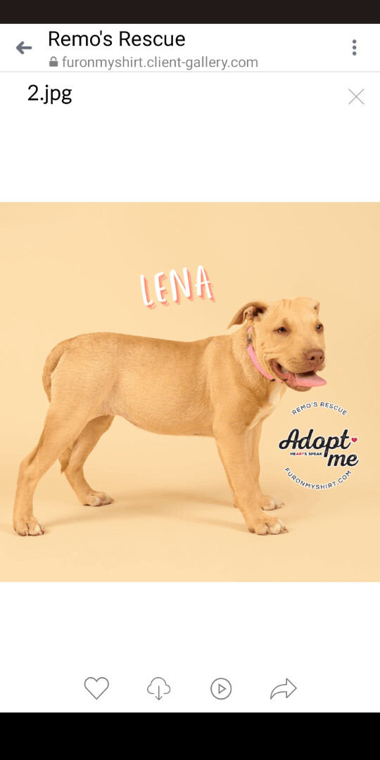 Lena, Adopted, Puppy Female American Staffordshire Terrier.