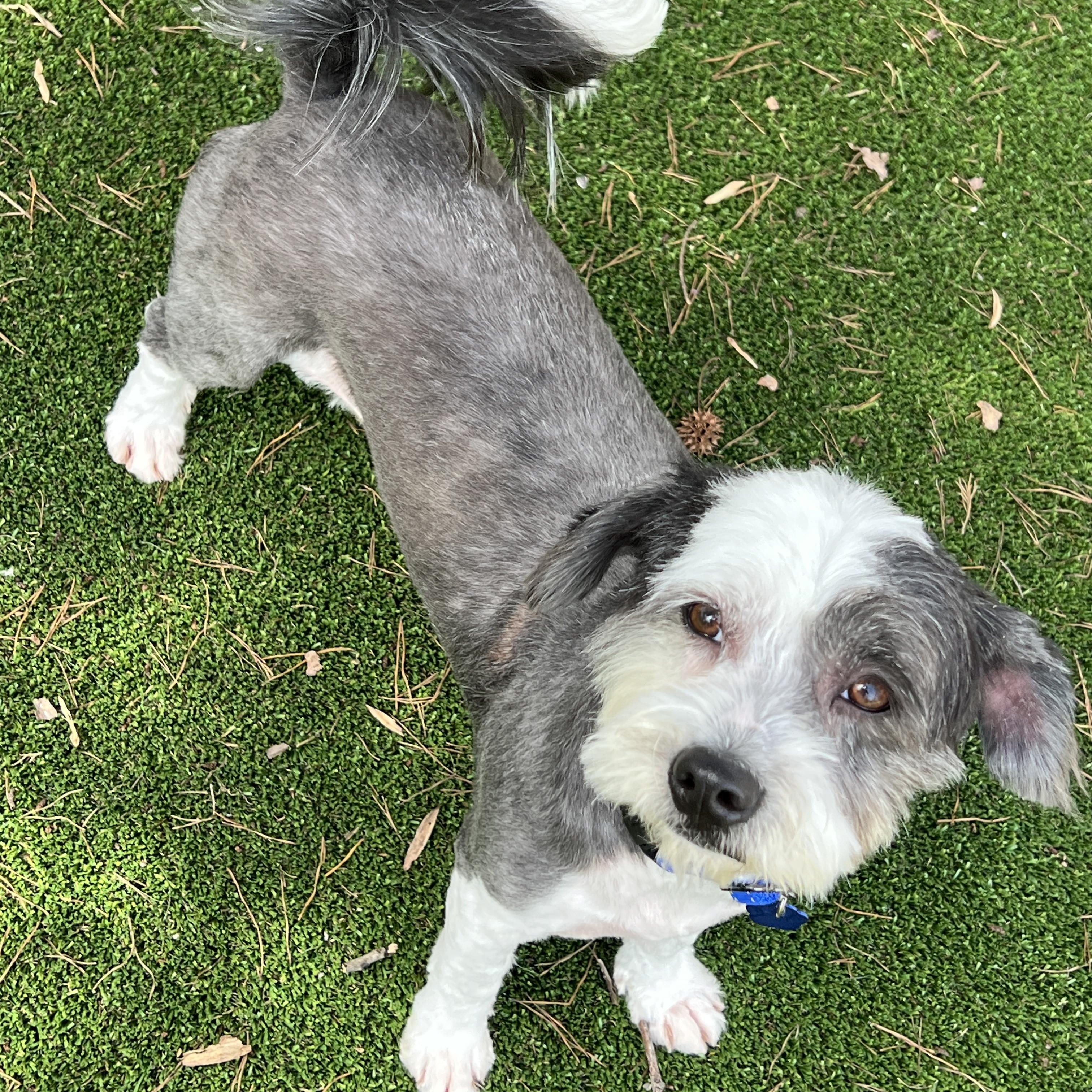 Enlarge Oreo, a ADOPTABLE mixed breed in High Point, NC image 4/6