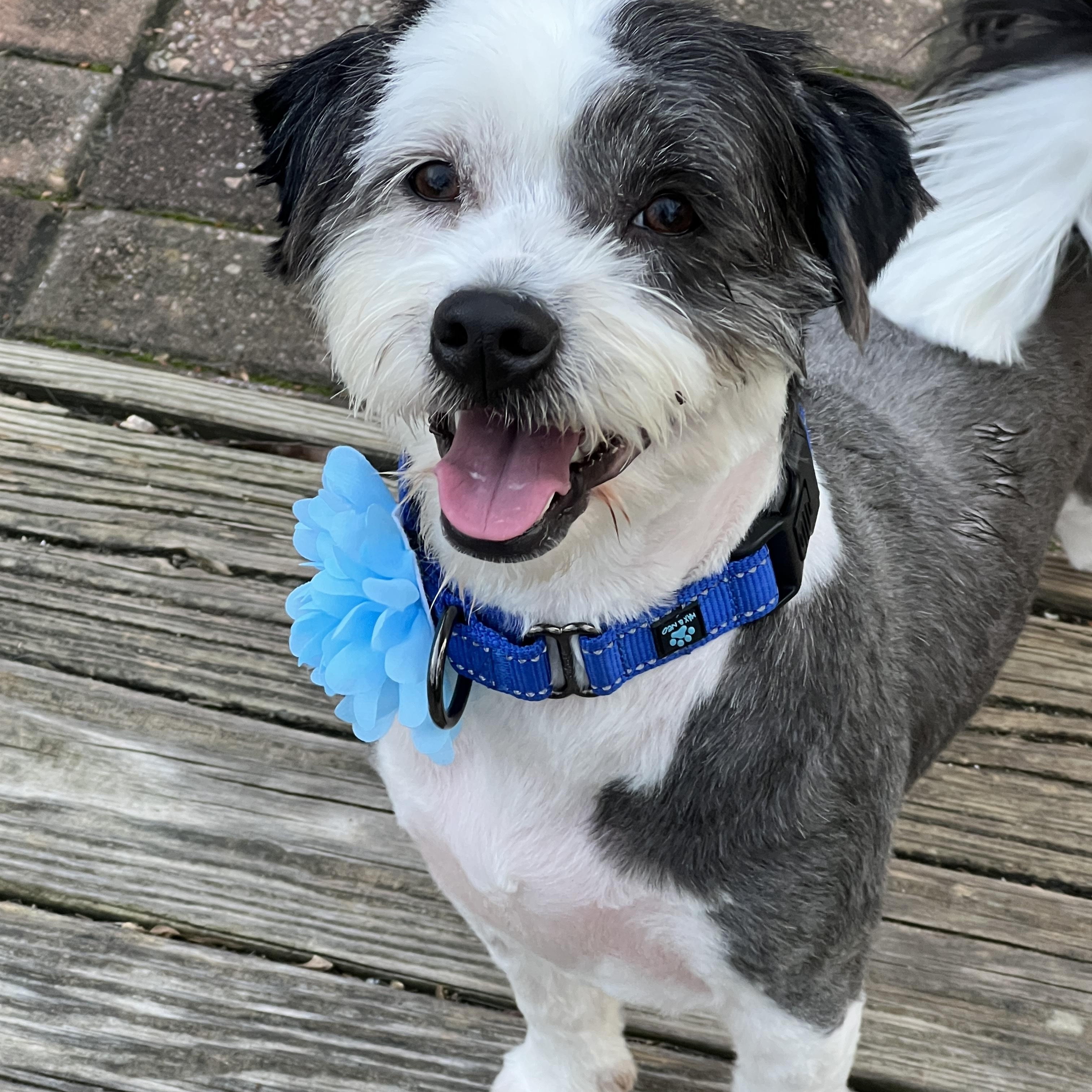 Enlarge Oreo, a ADOPTABLE mixed breed in High Point, NC image 2/6