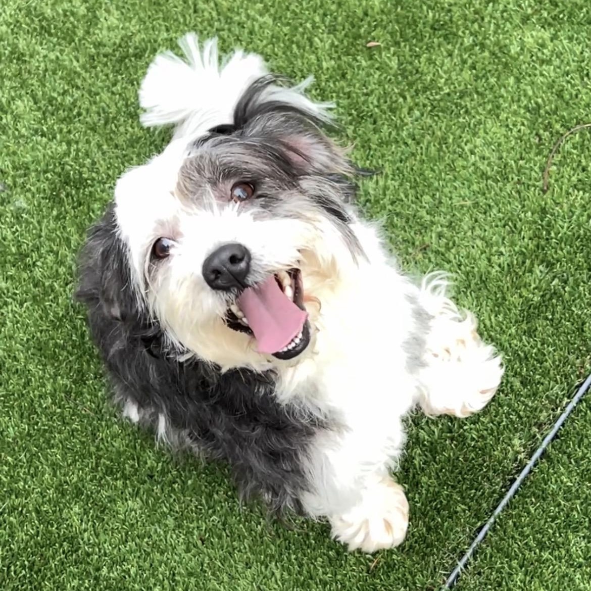 Enlarge Oreo, a ADOPTABLE mixed breed in High Point, NC image 1/6