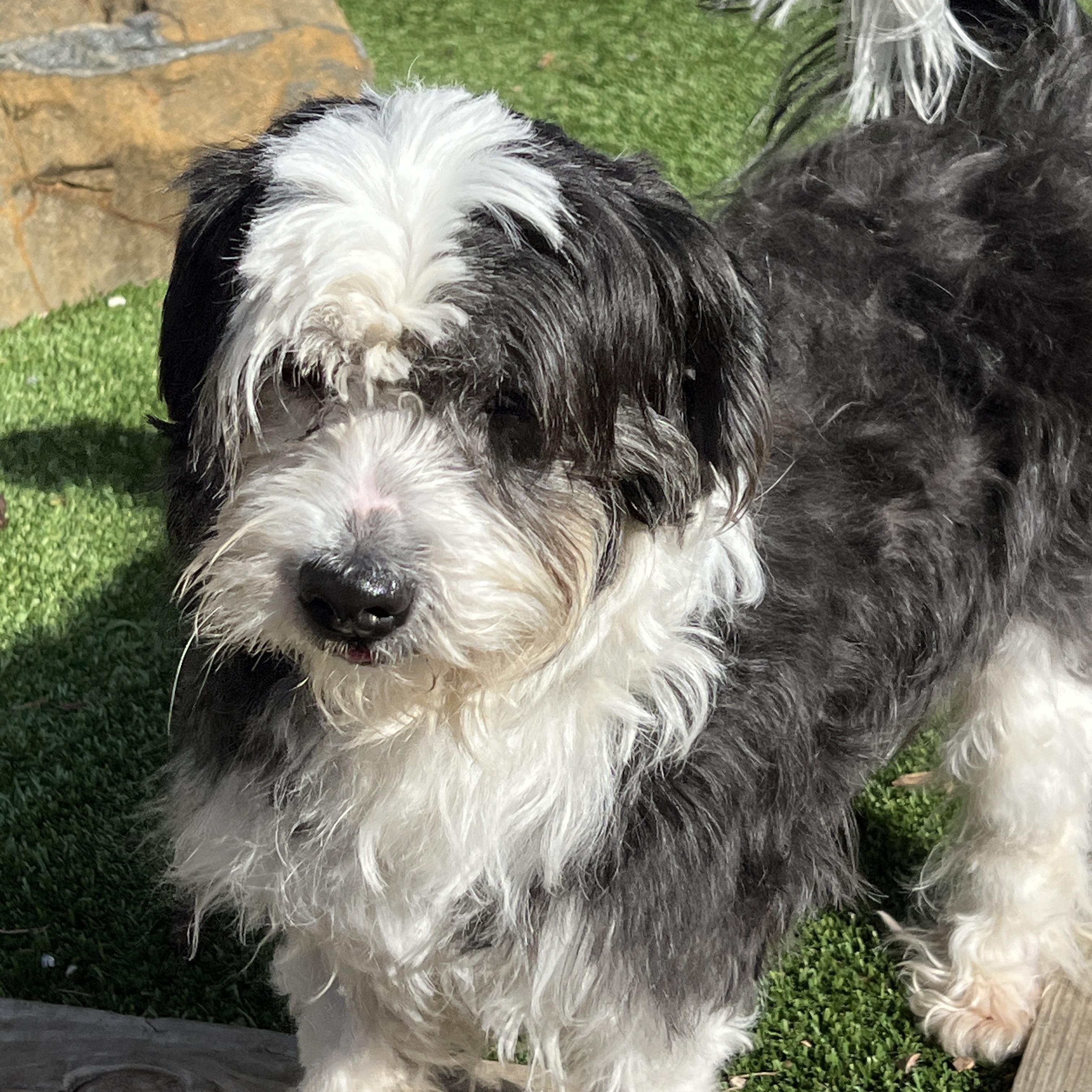 Enlarge Oreo, a ADOPTABLE mixed breed in High Point, NC image 5/6