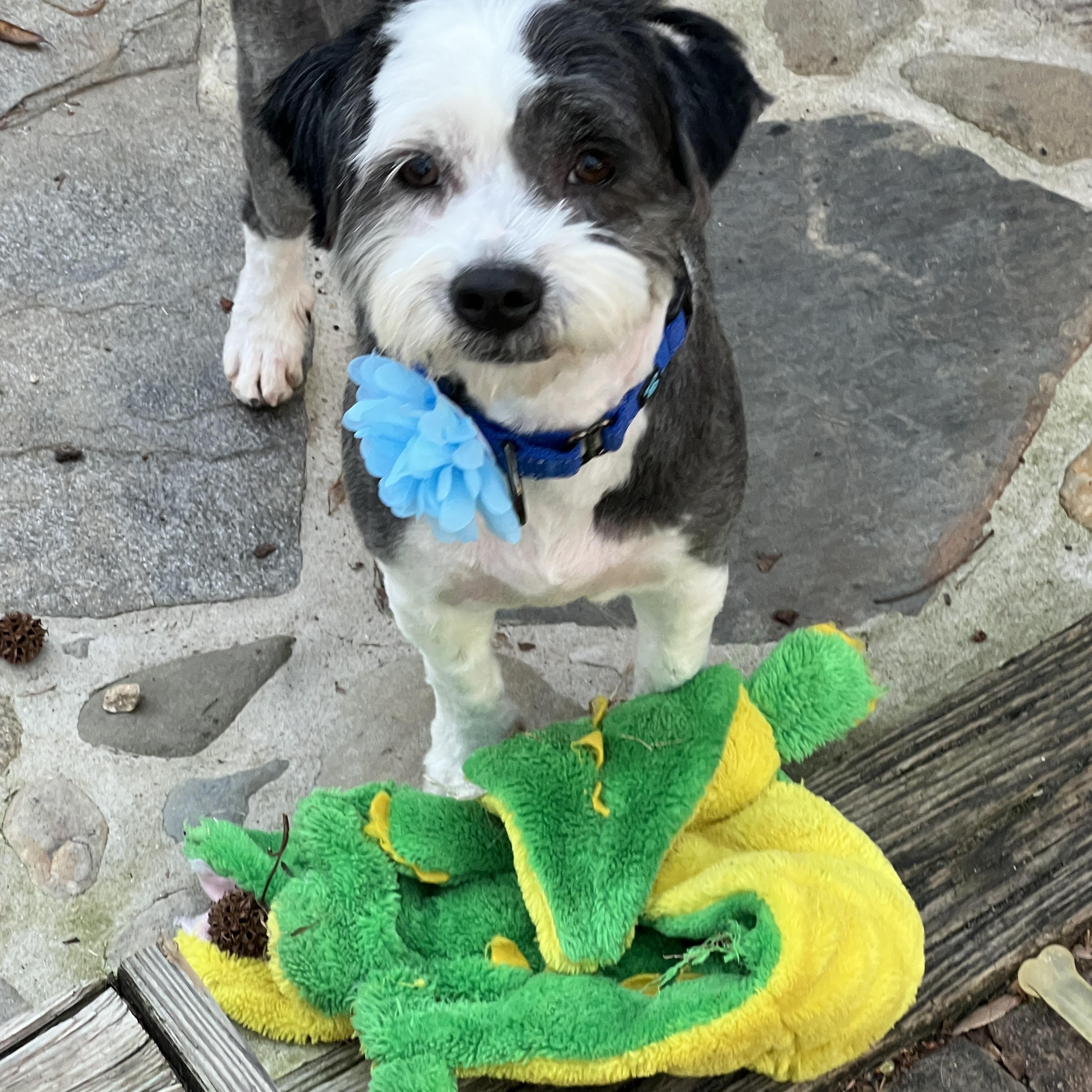 Enlarge Oreo, a ADOPTABLE mixed breed in High Point, NC image 3/6